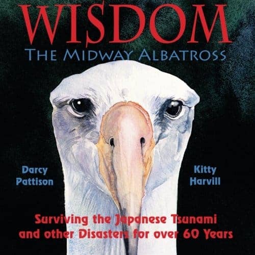 Wisdom, The Midway Albatross